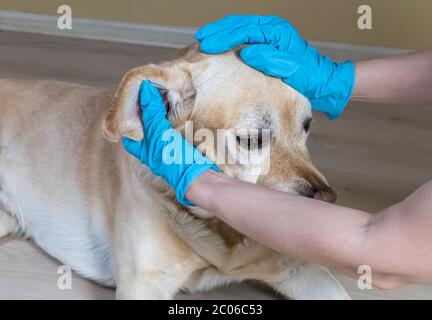 Un veterinario che indossa guanti esamina un Labrador Foto Stock