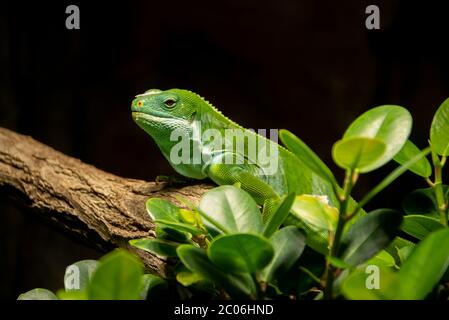 primo piano di un iguana verde sul tronco di un albero Foto Stock