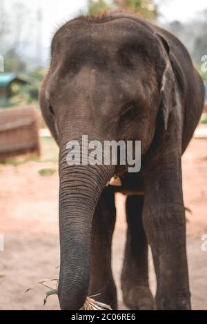 Elefante bambino che porta una canna da zucchero nel suo tronco a Chiang mai Thailandia Foto Stock