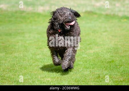 Il cane labradoodle nero corre verso la fotocamera con la lingua che si stacca Foto Stock