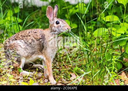 Carino coniglio bunny foraging per l'erba dolce da mangiare nel cortile. Foto Stock