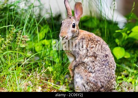 Carino coniglio bunny foraging per l'erba dolce da mangiare nel cortile. Foto Stock