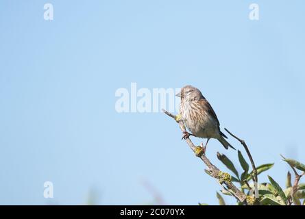 Linnet comune femminile (Carduelis cannabina) Foto Stock