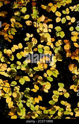 Foglie autunnali di faggio Foto Stock