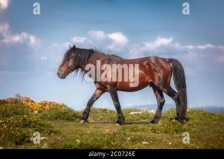 Cavallo selvaggio nelle montagne della Galizia, Spagna Foto Stock