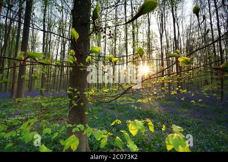 alba in foresta con bluebells Foto Stock