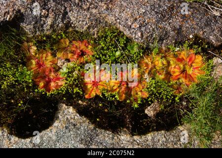 Fiori selvatici australiani e forme geometriche: Rosette colorate della Drosera bulbosa, habitat naturale nel sud-ovest dell'Australia occidentale Foto Stock