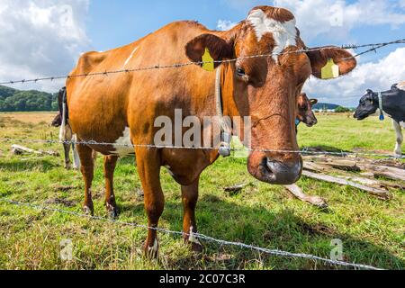 Mucca in piedi su un prato dietro una recinzione e guardando verso la telecamera Foto Stock