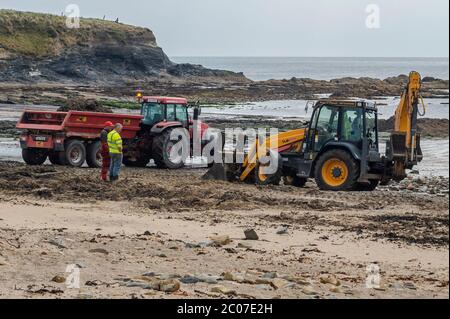 Garretstown, West Cork, Irlanda. 11 Giugno 2020. Nonostante i venti di forza di Gale, sia i locali che i turisti sono andati alla spiaggia di Garretstown oggi. Il consiglio della contea era impegnato a pulire la spiaggia delle alghe. Credit: Notizie dal vivo di AG/Alamy Foto Stock