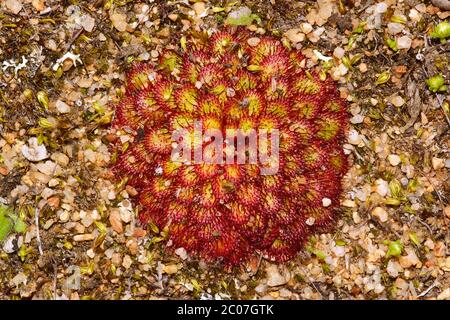 Rosetta colorata del sole Drosera lowriei che mangia insetti, vista dall'alto, habitat naturale nel sud-ovest dell'Australia Foto Stock