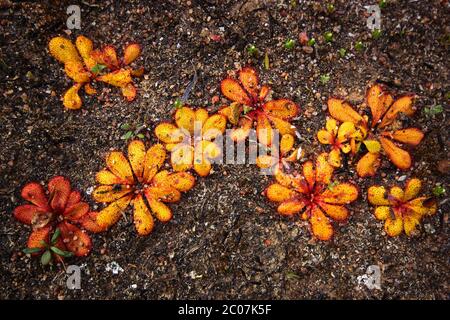 Fiori selvatici australiani e figure geometriche: Rosette colorate della rugiada Drosera bulbosa, habitat naturale nel sud-ovest dell'Australia, vista dall'alto Foto Stock