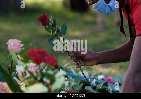 11 giugno 2020, Sassonia-Anhalt, Dessau-Roßlau: Un partecipante ad una cerimonia di commemorazione prevede una rosa nel parco cittadino di Dessau. L'azione è quella di commemorare il mozambicano Alberto Adriano, 39 anni, che è stato sconfitto dal neo-nazista a Dessau il 11 giugno 2000. Morì per le sue ferite tre giorni dopo. Foto: Sebastian Willnow/dpa-Zentralbild/dpa Foto Stock