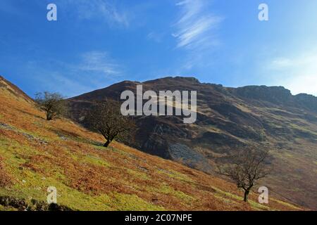 Alberi che crescono su una collina intorno a Blaen Pennant, vicino a Llanydawddwy Foto Stock