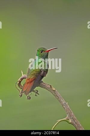 Colibrì con coda rufosa (Amazilia tzacati tzacati) adulto arroccato sul lago di ramo Yojoa, Honduras febbraio 2016 Foto Stock