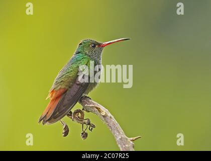 Colibrì con coda rufosa (Amazilia tzacati tzacati) adulto arroccato sul lago di ramo Yojoa, Honduras febbraio 2016 Foto Stock