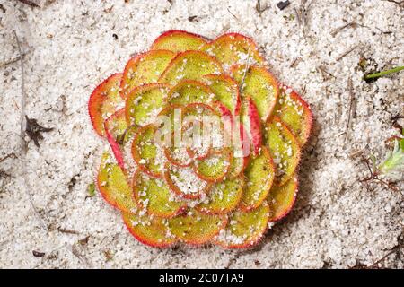 Figura geometrica: Rosetta colorata della rugiada Drosera zonaria in sabbia bianca, Australia sud-occidentale, vista dall'alto Foto Stock