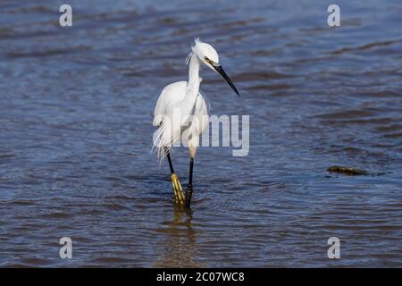 Piccola Eret- garzetta di Egretta. Molla Foto Stock