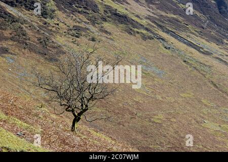 Scenario intorno a Blien Pennant, Wenallt Tap vicino a Llanymawddwy Foto Stock