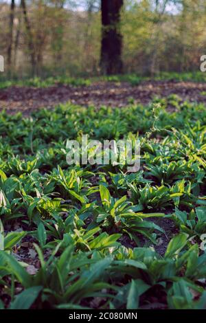 Bella foto di un campo di aglio di Orso (allium ursinum) Foto Stock