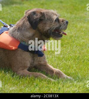 Border Terrier con giubbotto salvagente Foto Stock