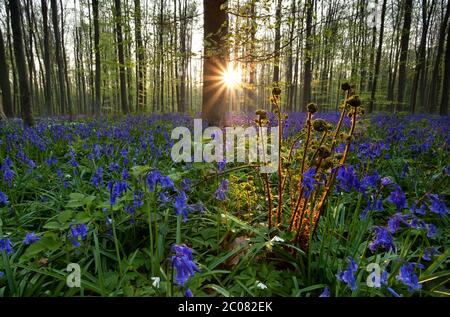 fern e bluebells nella foresta all'alba Foto Stock