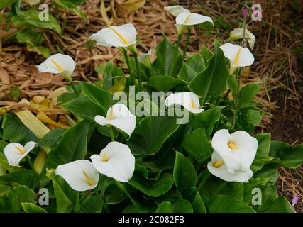 Zantedeschia aethiopica, Calla o Arum gigli, una ben nota pianta ornamentale in fiore Foto Stock