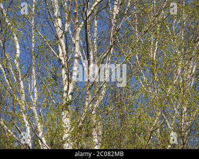 alberi di betulla Foto Stock