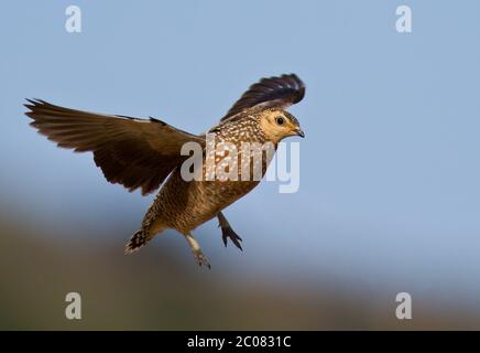 grouse nel kalahari, kgalagadi Foto Stock