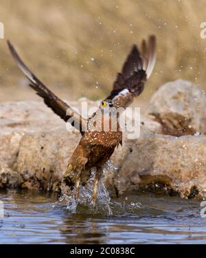 grouse nel kalahari, kgalagadi Foto Stock