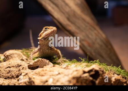 Lucertola australiana del drago. La lucertola di AGAMA si trova su un ceppo su sfondo di legno. Primo piano, rettili esotici. Leatherback Het traslucido Hypo Morph. Pogona vitticeps lucertola. Foto Stock