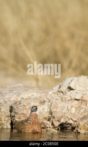 grouse nel kalahari, kgalagadi Foto Stock