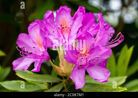 Rhodendron ponticum fiori rosa closeup Foto Stock