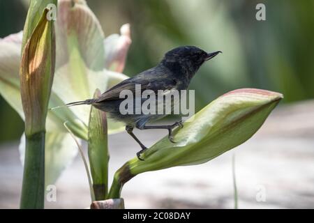 Closeup di maschio Slaty Flowerpiercer (Dillossa plumbea) che perching su un fiore negli altopiani di Panama.This uccello è endemico a Costa Rica e w Panama Foto Stock