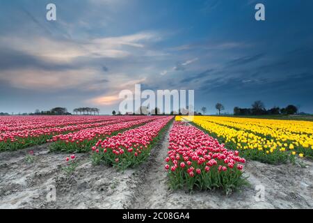 tulipani rossi e gialli sul campo al crepuscolo Foto Stock