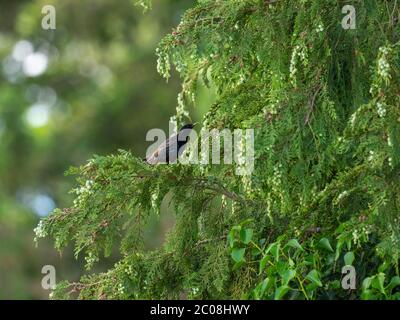 Uccello stellare in un albero dell'abete. Foto Stock