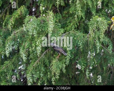 Uccello stellare in un albero dell'abete. Foto Stock