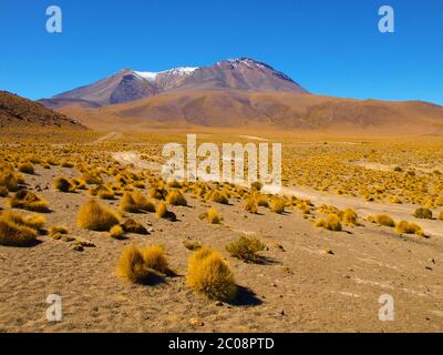 Alte vette e tipici grumi di erba nella Cordillera de Lipez, nell'Altiplano boliviano meridionale Foto Stock