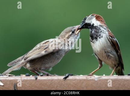 Ora di cena Foto Stock