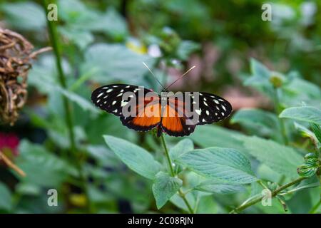 Una farfalla Tiger Longwing (Heliconius hecale) dal Sud America, Butterfly House, ZSL Whipsnade Zoo, Whipsnade, vicino a Dunstable, Inghilterra. Foto Stock