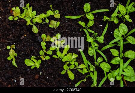 Spinaci e Lattughe piantarono insieme. Foto Stock