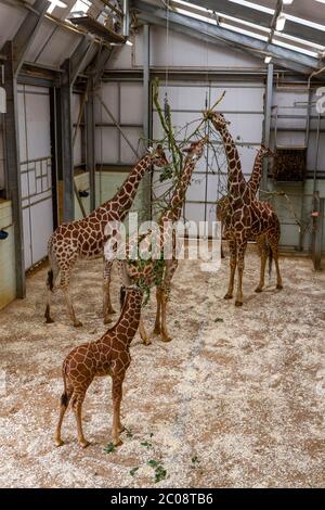 Un gruppo di giraffe che si nutrono all'interno del loro recinto nello zoo di ZhSL Whipsnade, Whipsnade, vicino a Dunstable, Inghilterra. Foto Stock