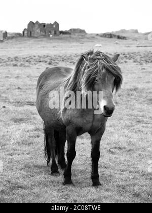 Cavallo islandese in piedi nel mezzo di prato, immagine in bianco e nero Foto Stock