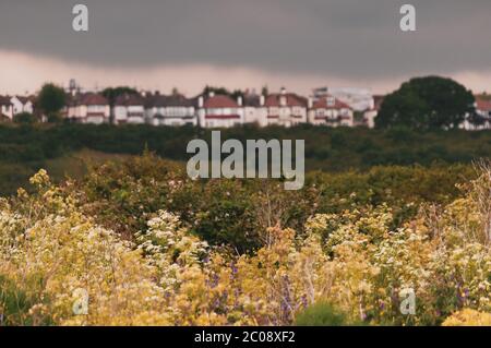 Riserva naturale di Two Tree Island, Essex, Regno Unito Foto Stock