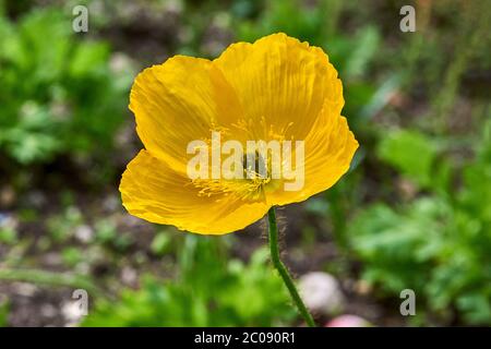 Primo piano di un papavero gallese giallo (Meconopsis cambica) nella natura Foto Stock