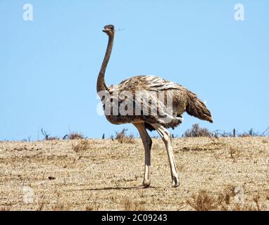 Struzzo a piedi, ramo in bocca, Struthio camelus, il più grande uccello del mondo, senza luce, lunghe gambe, fauna selvatica, natura, Parco Nazionale Serengeti, Tanzania; Foto Stock