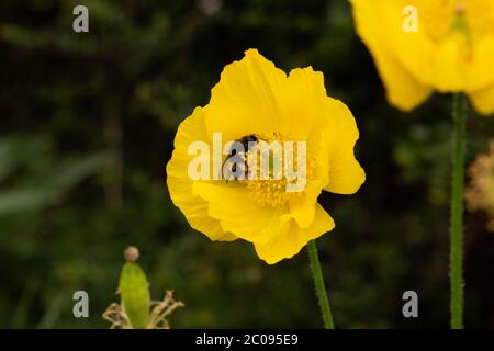 Giallo gallese Poppy numero 3938 Foto Stock
