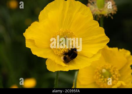 Giallo gallese Poppy numero 3940 Foto Stock