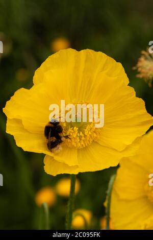 Giallo gallese Poppy numero 3939 Foto Stock