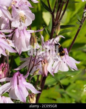 numero aquilegia Columbine Foto Stock