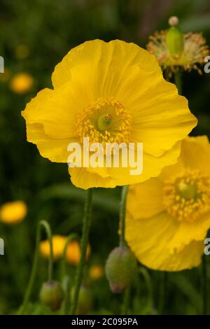 Giallo gallese Poppy numero 3947 Foto Stock